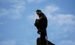 Monkey Knife Fight