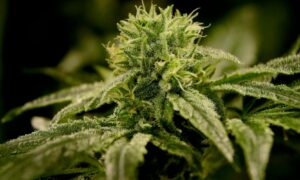 Cannabis at Atlantic City casinos