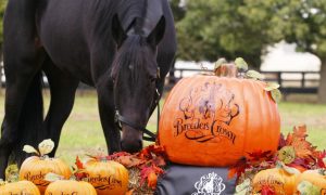 Horse eating next to a pumpkin