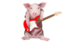 Rock and Roll Piglet with electric guitar